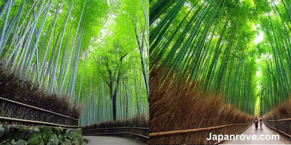 嵐山 竹林 の 小径 行き方 アクセス完全ガイド 5 嵐山-竹林-の-小径-行き方